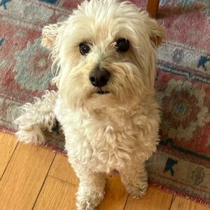 Meet your Posher, Romy